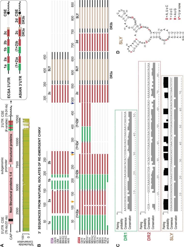 https://cdn.ncbi.nlm.nih.gov/pmc/blobs/2750/6502353/5cc9429e8b61/ppat.1007706.g001.jpg