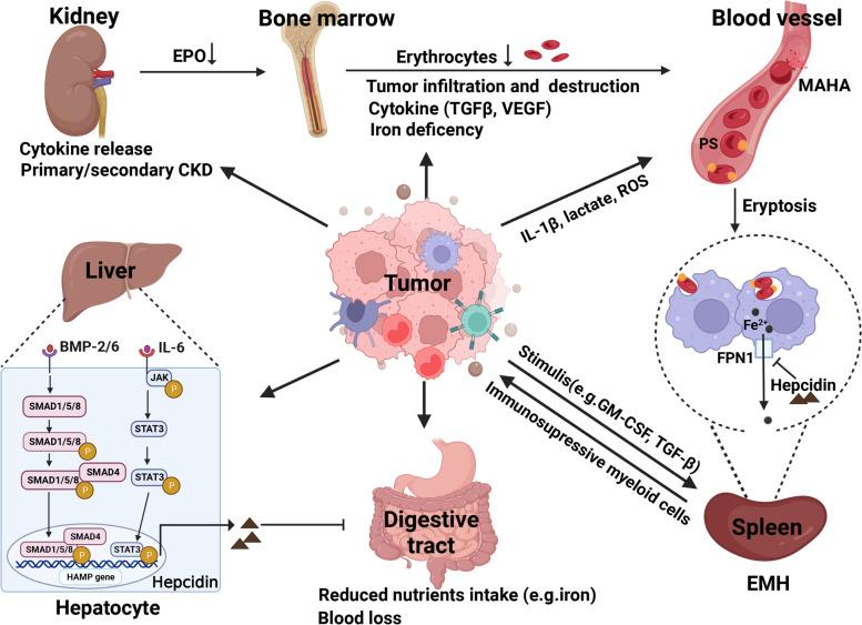 https://cdn.ncbi.nlm.nih.gov/pmc/blobs/2751/10199626/8a84943db9ea/12964_2023_1145_Fig1_HTML.jpg