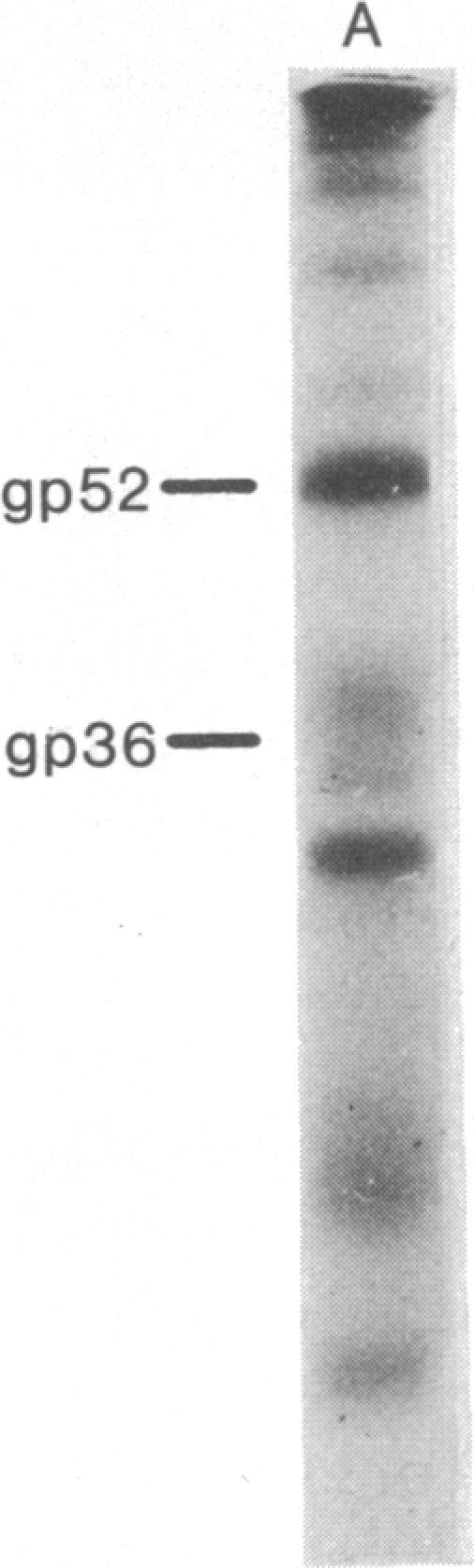 https://cdn.ncbi.nlm.nih.gov/pmc/blobs/2751/383622/26915537ef46/pnas00005-0380-d.jpg