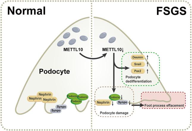 https://cdn.ncbi.nlm.nih.gov/pmc/blobs/2752/11707283/d0262ec29d79/41598_2024_80526_Fig6_HTML.jpg