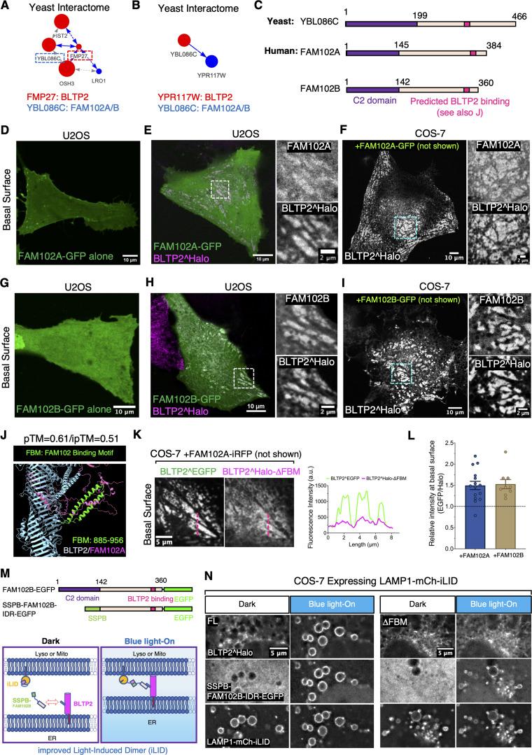 https://cdn.ncbi.nlm.nih.gov/pmc/blobs/2753/12406788/e4fd66b4656d/jcb_202504027_fig4.jpg