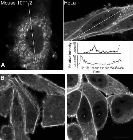 https://cdn.ncbi.nlm.nih.gov/pmc/blobs/2754/2063674/12d79f990db5/jcb1720541f04.jpg