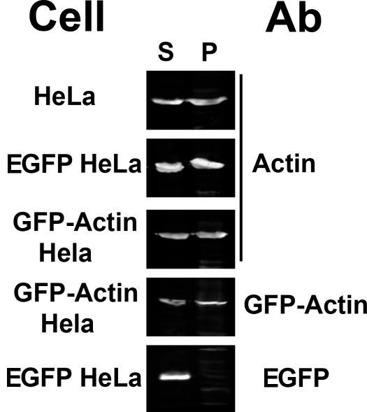 https://cdn.ncbi.nlm.nih.gov/pmc/blobs/2754/2063674/bd221ab85f04/jcb1720541f02.jpg