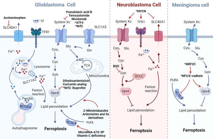 https://cdn.ncbi.nlm.nih.gov/pmc/blobs/2758/9071296/74814f45f4b0/fonc-12-861834-g001.jpg