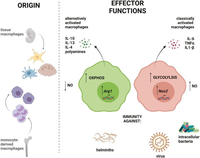 https://cdn.ncbi.nlm.nih.gov/pmc/blobs/2759/9585663/5a32b24d6cd8/ltac010_fig1.jpg