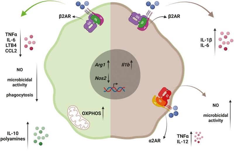 https://cdn.ncbi.nlm.nih.gov/pmc/blobs/2759/9585663/9b8ea1618790/ltac010_fig2.jpg