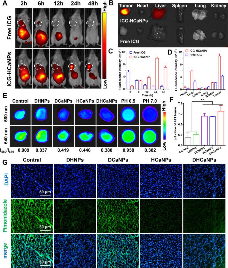 https://cdn.ncbi.nlm.nih.gov/pmc/blobs/275a/11002573/f6090301b96e/gr4.jpg