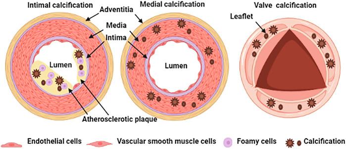 https://cdn.ncbi.nlm.nih.gov/pmc/blobs/275d/8814528/2ee2853ad2b2/fcell-10-825622-g001.jpg