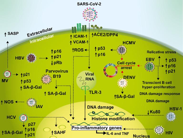 https://cdn.ncbi.nlm.nih.gov/pmc/blobs/275f/10518457/c5c2511474c9/fcimb-13-1229098-g002.jpg