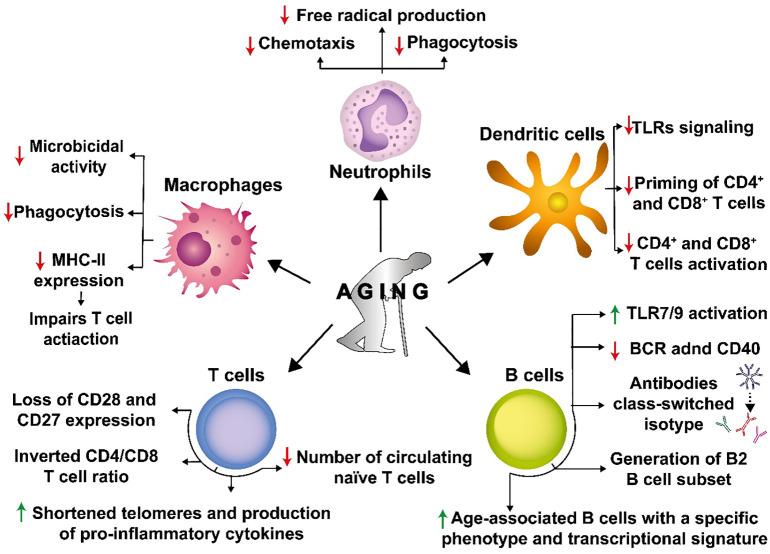 https://cdn.ncbi.nlm.nih.gov/pmc/blobs/275f/10518457/d2abcf87ef49/fcimb-13-1229098-g004.jpg
