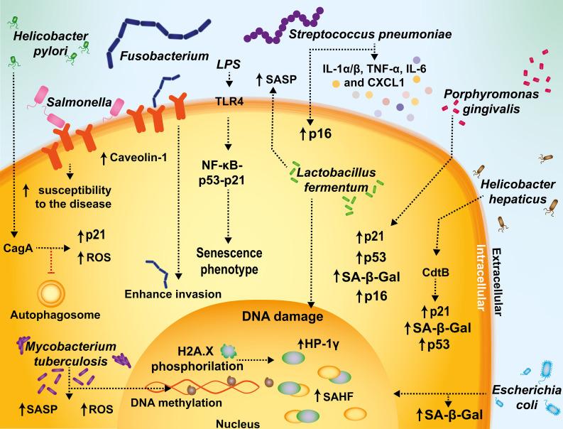 https://cdn.ncbi.nlm.nih.gov/pmc/blobs/275f/10518457/d8d3965a16e5/fcimb-13-1229098-g003.jpg