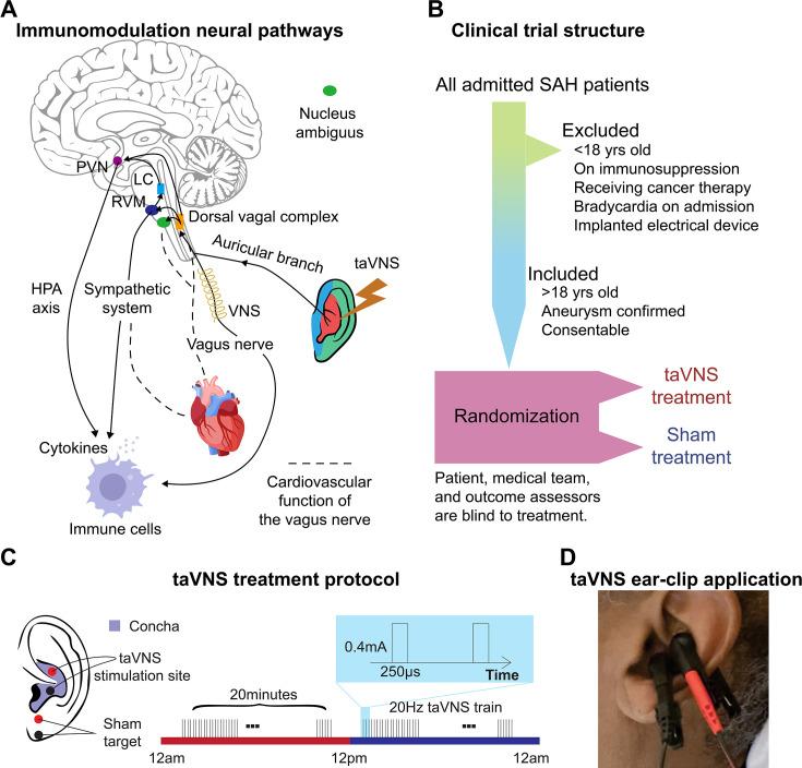 https://cdn.ncbi.nlm.nih.gov/pmc/blobs/275f/11717364/02877b168e62/elife-100088-fig1.jpg