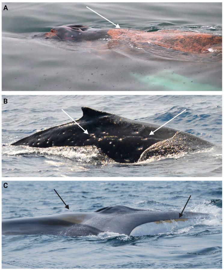 https://cdn.ncbi.nlm.nih.gov/pmc/blobs/2760/11640288/b5c47bf1573d/animals-14-03519-g006.jpg
