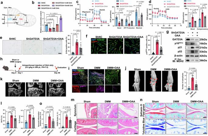 https://cdn.ncbi.nlm.nih.gov/pmc/blobs/2760/11685659/ad3623ab326e/41467_2024_55335_Fig8_HTML.jpg