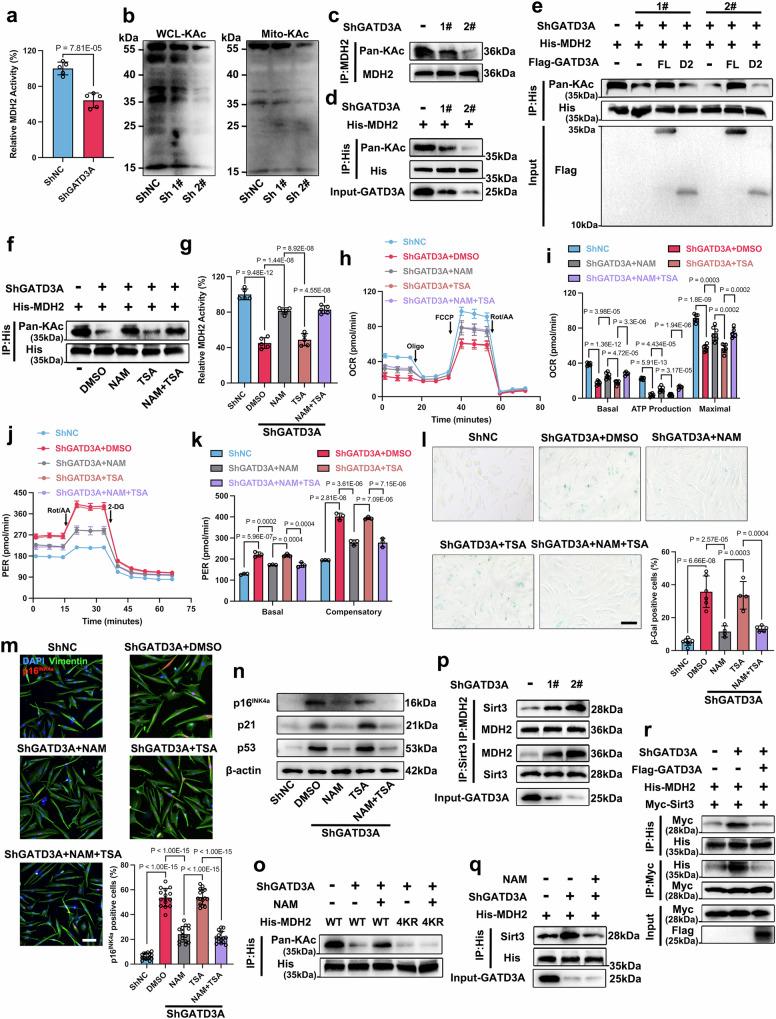 https://cdn.ncbi.nlm.nih.gov/pmc/blobs/2760/11685659/e82af2106638/41467_2024_55335_Fig7_HTML.jpg