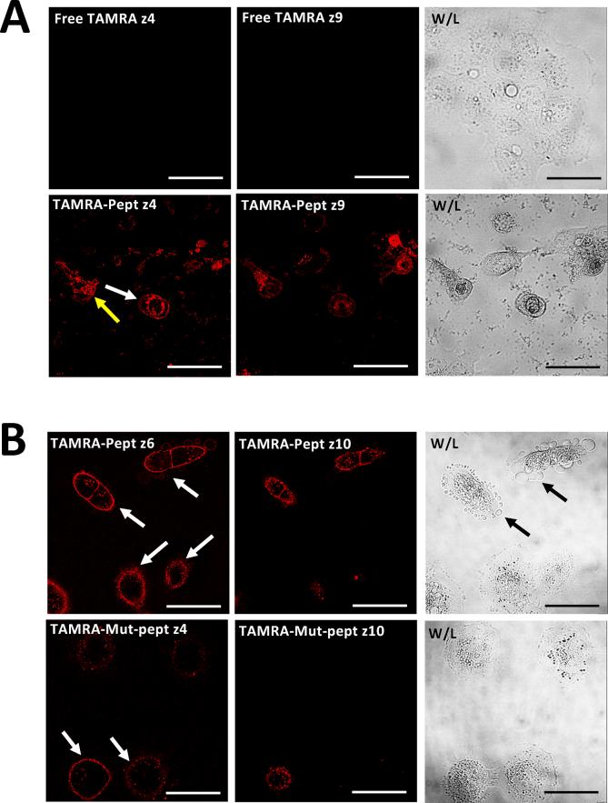 https://cdn.ncbi.nlm.nih.gov/pmc/blobs/2761/7215194/4642d3bd034e/gr2.jpg