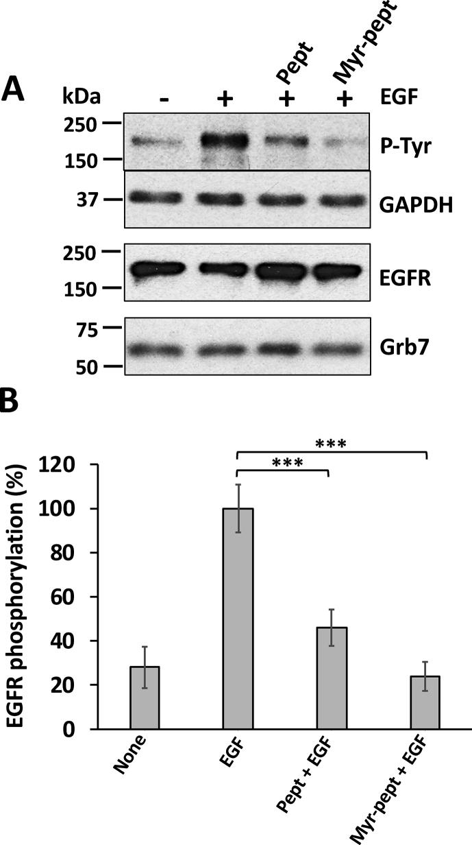 https://cdn.ncbi.nlm.nih.gov/pmc/blobs/2761/7215194/f38006415abd/gr1.jpg