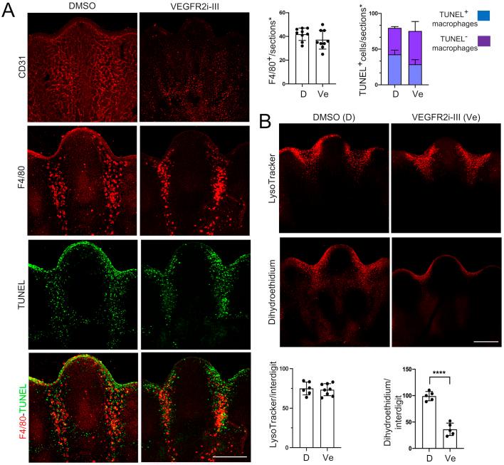 https://cdn.ncbi.nlm.nih.gov/pmc/blobs/2763/11445842/302d02d22450/biolopen-13-060492-g7.jpg