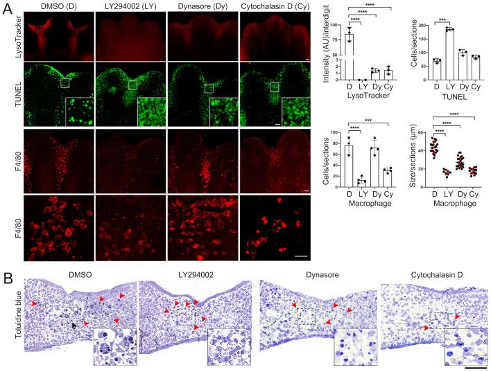 https://cdn.ncbi.nlm.nih.gov/pmc/blobs/2763/11445842/4e34674ad7f4/biolopen-13-060492-g4.jpg