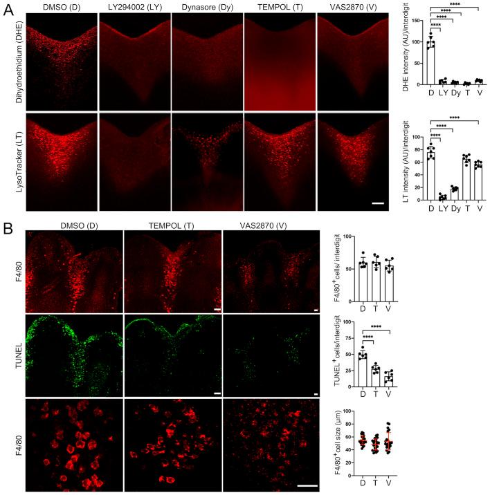 https://cdn.ncbi.nlm.nih.gov/pmc/blobs/2763/11445842/89aa6ec08850/biolopen-13-060492-g6.jpg