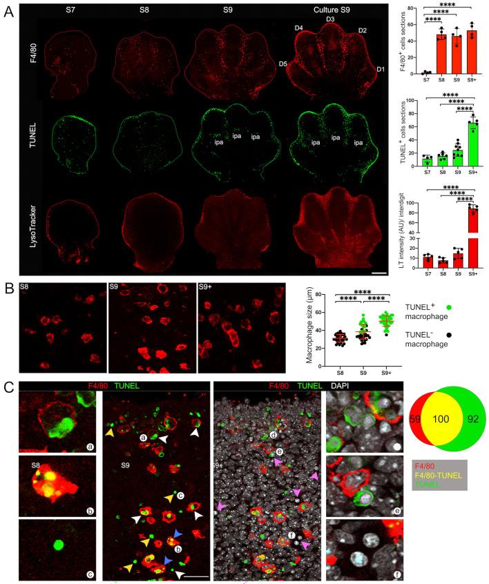 https://cdn.ncbi.nlm.nih.gov/pmc/blobs/2763/11445842/cb80e2f8c5ad/biolopen-13-060492-g1.jpg