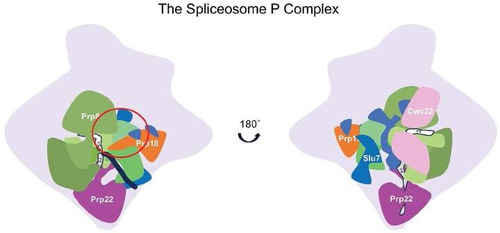 https://cdn.ncbi.nlm.nih.gov/pmc/blobs/276d/12393901/1b24579c3151/gkaf823fig1.jpg