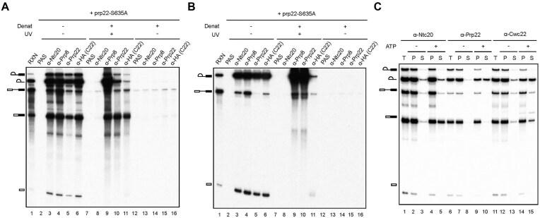 https://cdn.ncbi.nlm.nih.gov/pmc/blobs/276d/12393901/24cf3a0fdfe8/gkaf823fig5.jpg