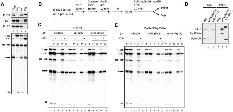 https://cdn.ncbi.nlm.nih.gov/pmc/blobs/276d/12393901/287c50d69e02/gkaf823fig4.jpg