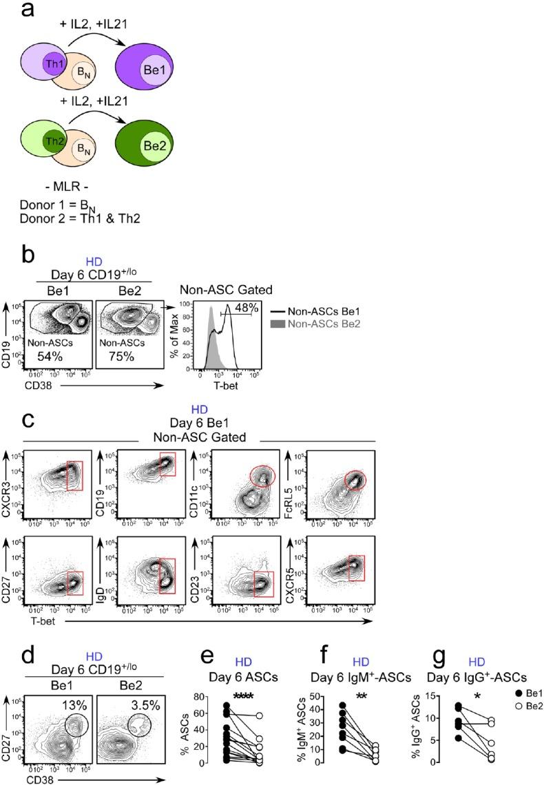 https://cdn.ncbi.nlm.nih.gov/pmc/blobs/2772/6544433/47ac0b396268/elife-41641-fig2.jpg