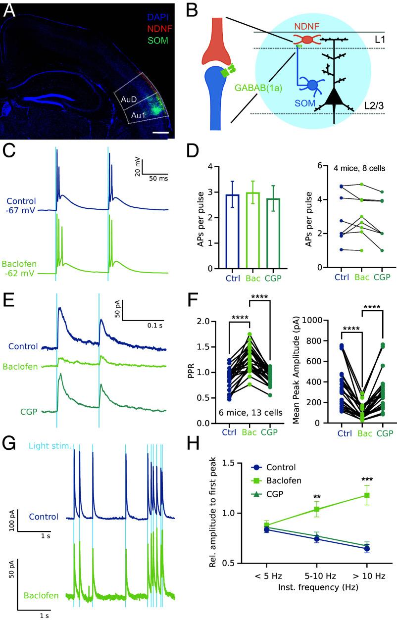https://cdn.ncbi.nlm.nih.gov/pmc/blobs/2777/11789034/7174692fda09/pnas.2408966122fig02.jpg