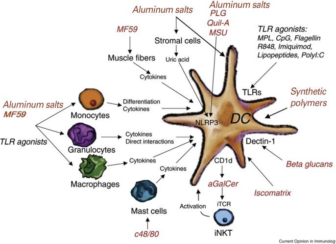 https://cdn.ncbi.nlm.nih.gov/pmc/blobs/2778/4313107/e23a9663eed1/cevr-4-23-g003.jpg