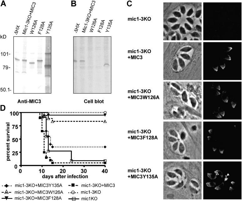 https://cdn.ncbi.nlm.nih.gov/pmc/blobs/277a/2213027/770ab5dab108/20041672f4.jpg