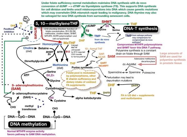 https://cdn.ncbi.nlm.nih.gov/pmc/blobs/277b/3199279/74e095f44aee/1752-1947-5-413-2.jpg