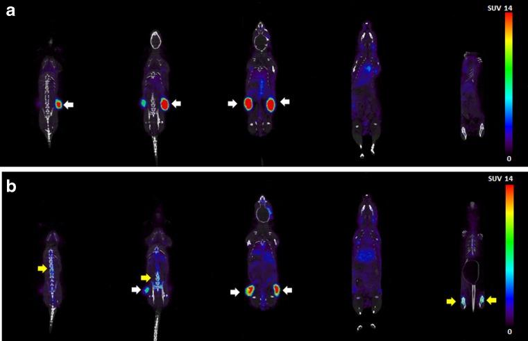 https://cdn.ncbi.nlm.nih.gov/pmc/blobs/277f/5215071/5b5ddf3af3c7/259_2016_3499_Fig4_HTML.jpg