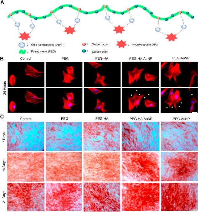 https://cdn.ncbi.nlm.nih.gov/pmc/blobs/2785/9923112/52ef09cd5d5b/fbioe-11-1117647-g005.jpg
