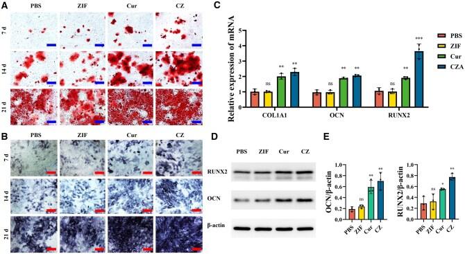 https://cdn.ncbi.nlm.nih.gov/pmc/blobs/2786/12122077/31c88d9b2740/rbaf028f4.jpg