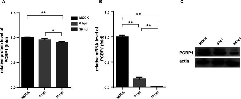 https://cdn.ncbi.nlm.nih.gov/pmc/blobs/2787/11237544/044bfefe9c7e/spectrum.03914-23.f006.jpg