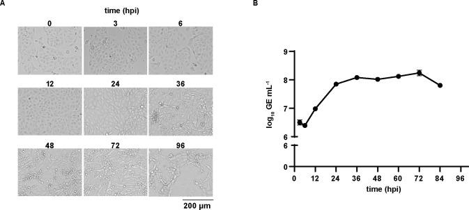 https://cdn.ncbi.nlm.nih.gov/pmc/blobs/2787/11237544/a92e65a06d8c/spectrum.03914-23.f001.jpg