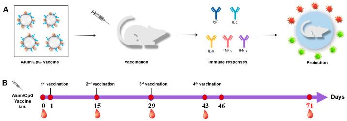 https://cdn.ncbi.nlm.nih.gov/pmc/blobs/2787/9413105/c98e3bf12178/vaccines-10-01208-g001.jpg