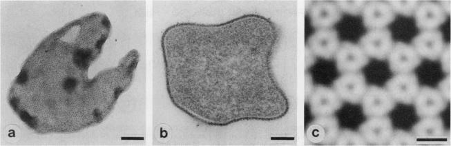 https://cdn.ncbi.nlm.nih.gov/pmc/blobs/278f/209039/42b1394012f3/jbacter01039-0231-a.jpg
