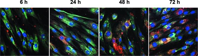 https://cdn.ncbi.nlm.nih.gov/pmc/blobs/2790/4480728/b34ff994e7d1/oncotarget-06-7959-g001.jpg