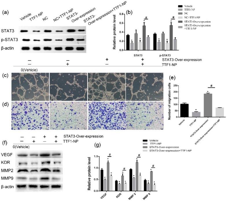 https://cdn.ncbi.nlm.nih.gov/pmc/blobs/2792/6274537/5f045fb705cd/molecules-21-01507-g006.jpg