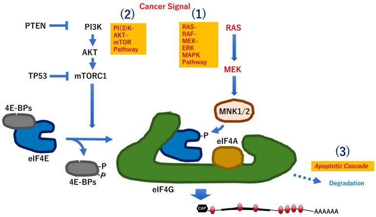 https://cdn.ncbi.nlm.nih.gov/pmc/blobs/2792/9313455/12ddbbc3c75e/biomedicines-10-01695-g003.jpg