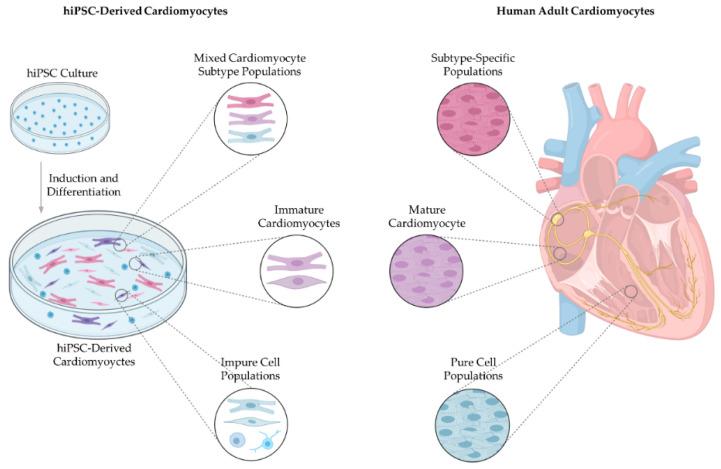 https://cdn.ncbi.nlm.nih.gov/pmc/blobs/2796/8001925/f50e23c9fee8/ijms-22-03005-g001.jpg