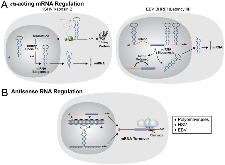 https://cdn.ncbi.nlm.nih.gov/pmc/blobs/279a/3534370/48a954345a05/ppat.1003018.g004.jpg