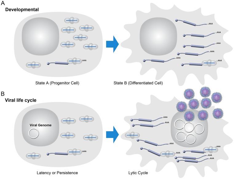 https://cdn.ncbi.nlm.nih.gov/pmc/blobs/279a/3534370/73b63840aeec/ppat.1003018.g002.jpg