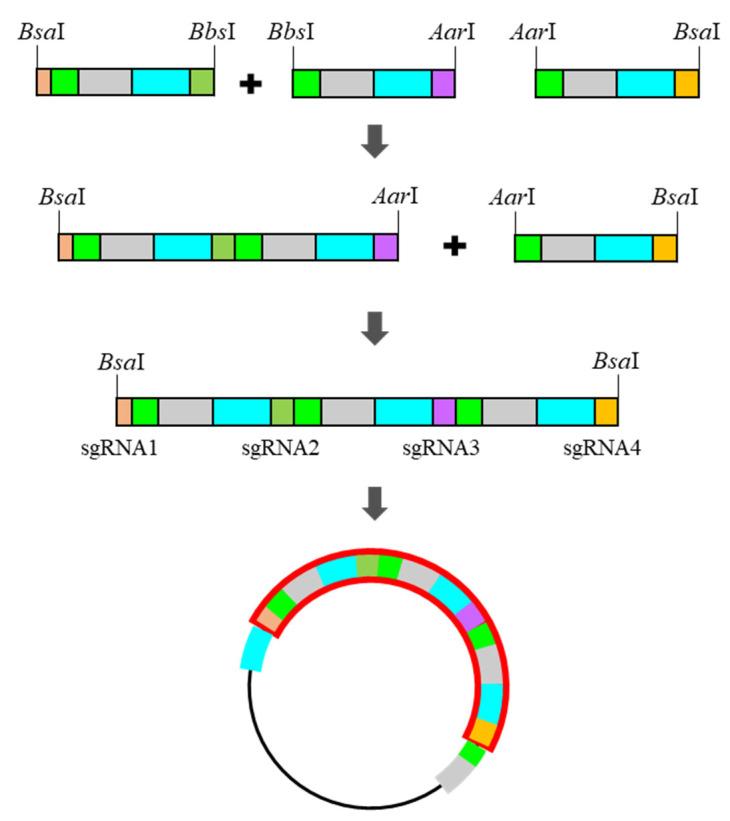 https://cdn.ncbi.nlm.nih.gov/pmc/blobs/279d/8622832/2c7dc3ff7afa/plants-10-02542-g002.jpg