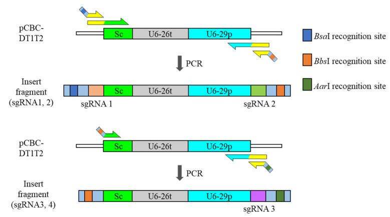 https://cdn.ncbi.nlm.nih.gov/pmc/blobs/279d/8622832/b331c7c18449/plants-10-02542-g001.jpg