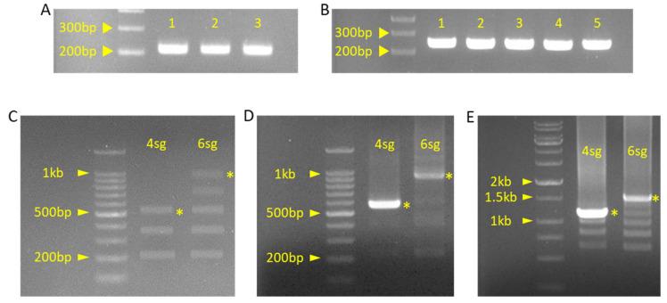 https://cdn.ncbi.nlm.nih.gov/pmc/blobs/279d/8622832/c19b24531af5/plants-10-02542-g008.jpg