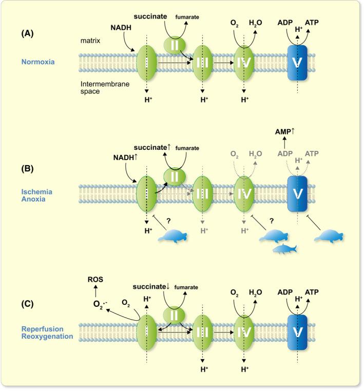 https://cdn.ncbi.nlm.nih.gov/pmc/blobs/279d/9287066/a0257a2db3af/APHA-235-0-g002.jpg